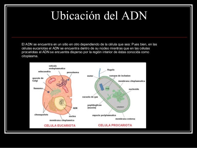 ubicacion en la celula adn